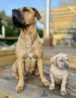 Photo №3. Chiots Boerboel. France