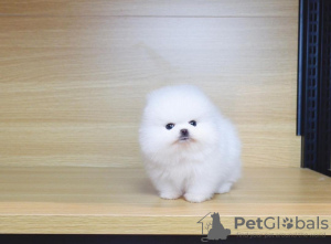 Photo №2 to announcement № 104068 for the sale of pomeranian - buy in Germany private announcement