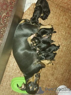 Photo №2 to announcement № 63870 for the sale of dachshund - buy in Belarus breeder