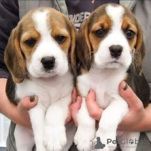 Photo №1. beagle - for sale in the city of Prague | negotiated | Announcement № 78577