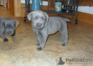 Photo №1. cane corso - for sale in the city of Tiraspol | negotiated | Announcement № 124388