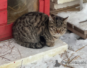 Photo №3. Two wonderful gray kittens are looking for a home.. Russian Federation