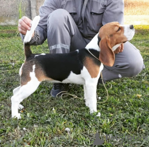 Photo №1. beagle - for sale in the city of Omoljica | negotiated | Announcement № 122566