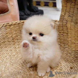 Photo №3. toy puppies are ready few weeks old male and female Pomeranian toy are ready for. Australia