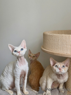 Photo №2 to announcement № 178111 for the sale of devon rex - buy in Germany breeder
