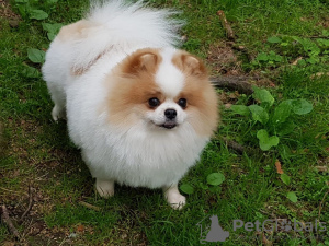 Photo №3. Luxurious Mini Pomeranian Puppies. United States