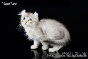 Photo №2 to announcement № 7719 for the sale of american curl - buy in Russian Federation breeder