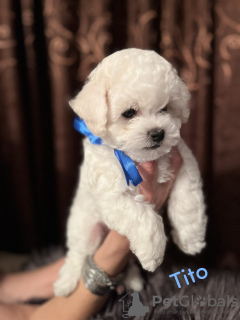 Photo №3. Bichon Friesian puppies. Serbia