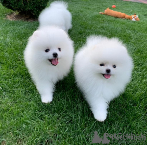 Photo №1. pomeranian - for sale in the city of Carouge | 400$ | Announcement № 44893