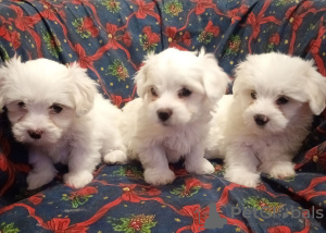 Photo №3. Coton de Tulear puppies for sale. Serbia