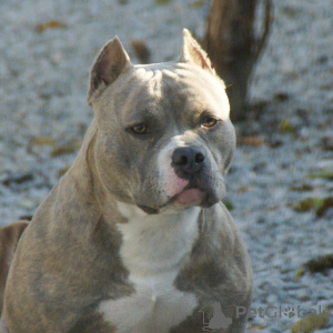 Photo №2 to announcement № 44283 for the sale of american bully - buy in Russian Federation from nursery, breeder