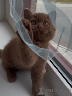 Photo №3. Classic Tabby British Shorthair Kitten Smart & Entertaining Buddy!. Germany