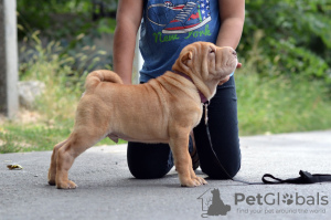 Photo №4. I will sell shar pei in the city of Helsinki. breeder - price - 946$