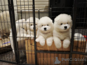 Photo №4. I will sell samoyed dog in the city of Sydney. private announcement - price - 650$