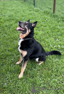 Photo №3. Urgently looking for a loving family for Spike !!!. Russian Federation