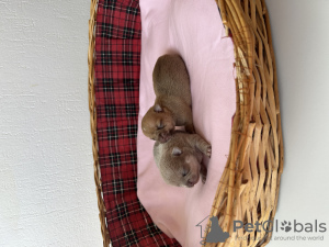 Additional photos: long haired chihuahua for sale
