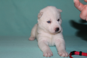 Additional photos: White Husky