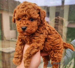 Photo №1. poodle (toy) - for sale in the city of Bad Münsteerefel | negotiated | Announcement № 167339