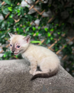 Photo №1. bengal cat - for sale in the city of Fribourg | 706$ | Announcement № 152718