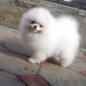 Additional photos: pomeranian