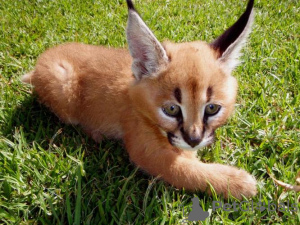 Photo №3. Tame hand train caracal kittens for sale pickup and delivery accepted. United Kingdom