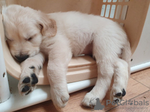 Photo №2 to announcement № 124662 for the sale of golden retriever - buy in Germany breeder