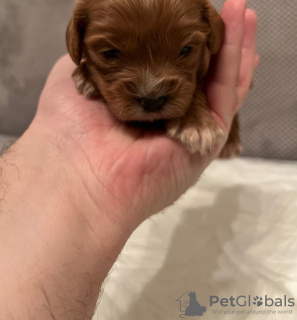 Additional photos: Cavapoo puppies for sale