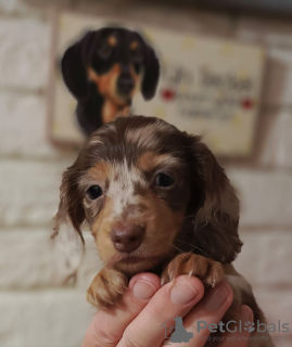 Photo №1. dachshund - for sale in the city of Minsk | 1352$ | Announcement № 26789