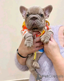 Photo №4. I will sell non-pedigree dogs in the city of Anjala. private announcement - price - Is free