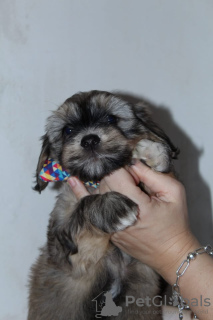 Photo №1. havanese dog - for sale in the city of Москва | negotiated | Announcement № 17606
