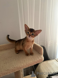 Photo №1. abyssinian cat - for sale in the city of Aarbergen | negotiated | Announcement № 176763
