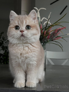 Photo №2 to announcement № 160614 for the sale of chinchilla cat - buy in Germany private announcement