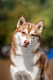 Photo №1. siberian husky - for sale in the city of Kiev | Negotiated | Announcement № 4214