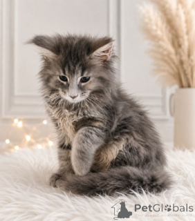 Photo №1. maine coon - for sale in the city of Baden Baden | 361$ | Announcement № 172021