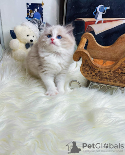 Photo №1. ragdoll - for sale in the city of Tbilisi | 264$ | Announcement № 98362