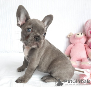 Photo №1. french bulldog - for sale in the city of Sydney | Is free | Announcement № 8470