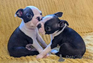 Photo №1. boston terrier - for sale in the city of Wentorf Bei Hamburg | 465$ | Announcement № 166503