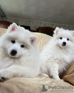 Photo №2 to announcement № 54864 for the sale of japanese spitz - buy in Belarus breeder