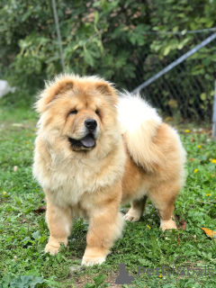 Photo №2 to announcement № 155117 for the sale of chow chow - buy in Serbia breeder