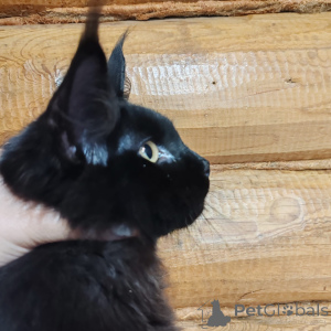 Photo №3. Maine Coon cat. Russian Federation