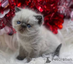 Photo №3. Multiple Color British Shorthair Kittens. United Kingdom