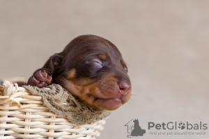 Photo №1. dachshund - for sale in the city of Minsk | 1560$ | Announcement № 31781