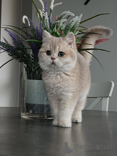 Photo №3. Chinchilla Kittens The Perfect Blend of Beauty and Sweet Temperament. Germany