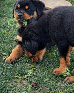 Photo №3. Champion Bloodline Rottweiler Puppies Exceptional Quality. Germany