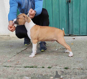 Photo №2 to announcement № 156340 for the sale of staffordshire bull terrier - buy in Serbia 