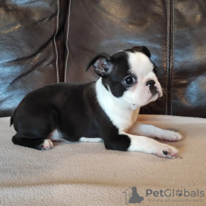 Additional photos: Boston Terrier puppies for sale