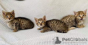 Photo №1. savannah cat - for sale in the city of Röhrmoos | negotiated | Announcement № 32654