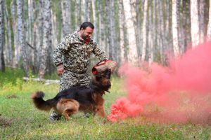 Photo №3. Dog training professionally in Russian Federation