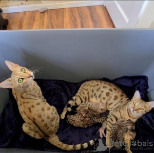 Photo №1. savannah cat - for sale in the city of Берлингероде | 471$ | Announcement № 130352