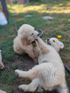 Photo №3. Adorables chiots Golden Retriever cherchent une famille aimante. France